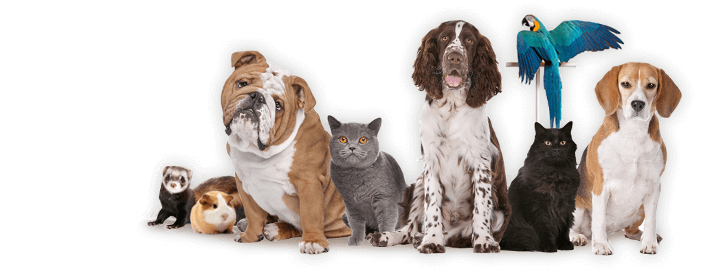 Best Pet Products Online Essex