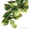 Exo Terra Terrarium Plant Manderin Shrub Plastic Large