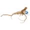 SuperFish Natural Wood Spiderwood Medium 30-40cm