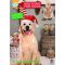 Good Boy Pawsley Dog Advent Calendar 72g